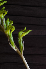 Sarcoglottis curvisepala