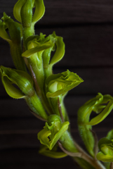 Sarcoglottis curvisepala