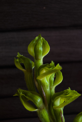 Sarcoglottis curvisepala