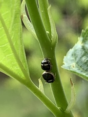 Coptosoma variegatum