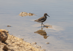 Calidris alpina
