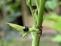 Coptosoma variegatum