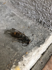 Vespa velutina
