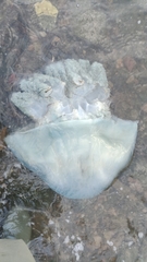 Rhizostomatidae