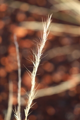 Aristida inaequiglumis