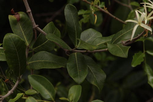 Ancylobothrys petersiana (Ancylobothrys petersiana)