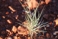 Aristida inaequiglumis
