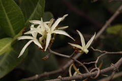 Ancylobothrys petersiana