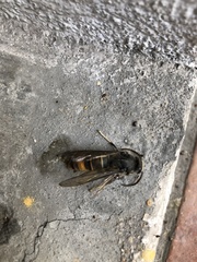 Vespa velutina