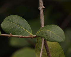 Ancylobothrys petersiana