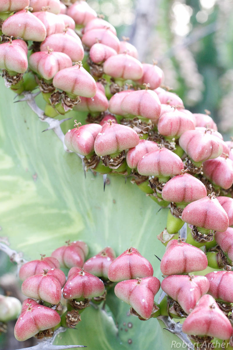 Euphorbia grandialata