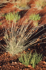 Aristida inaequiglumis