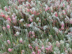 Chenolea diffusa