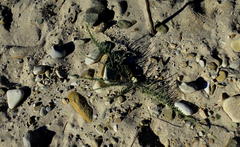 Amphiglossa callunoides