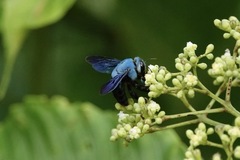 Xylocopa caerulea