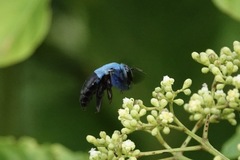 Xylocopa caerulea