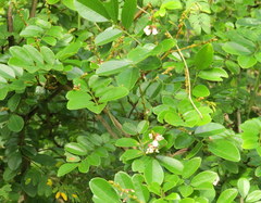 Derris scandens