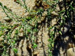 Amphiglossa callunoides