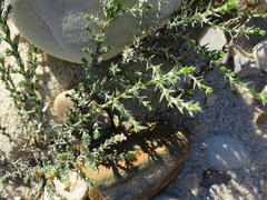 Amphiglossa callunoides