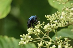 Xylocopa caerulea