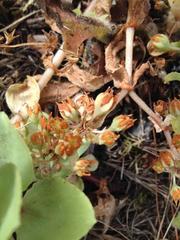 Crassula pellucida pellucida