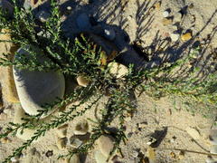 Amphiglossa callunoides