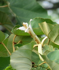 Pterospermum acerifolium
