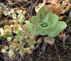 Crassula pellucida pellucida