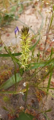 Wurmbea spicata