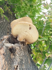 Cerioporus squamosus