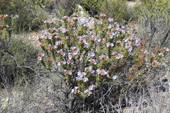 Lobostemon marlothii