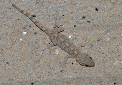 Gekko swinhonis