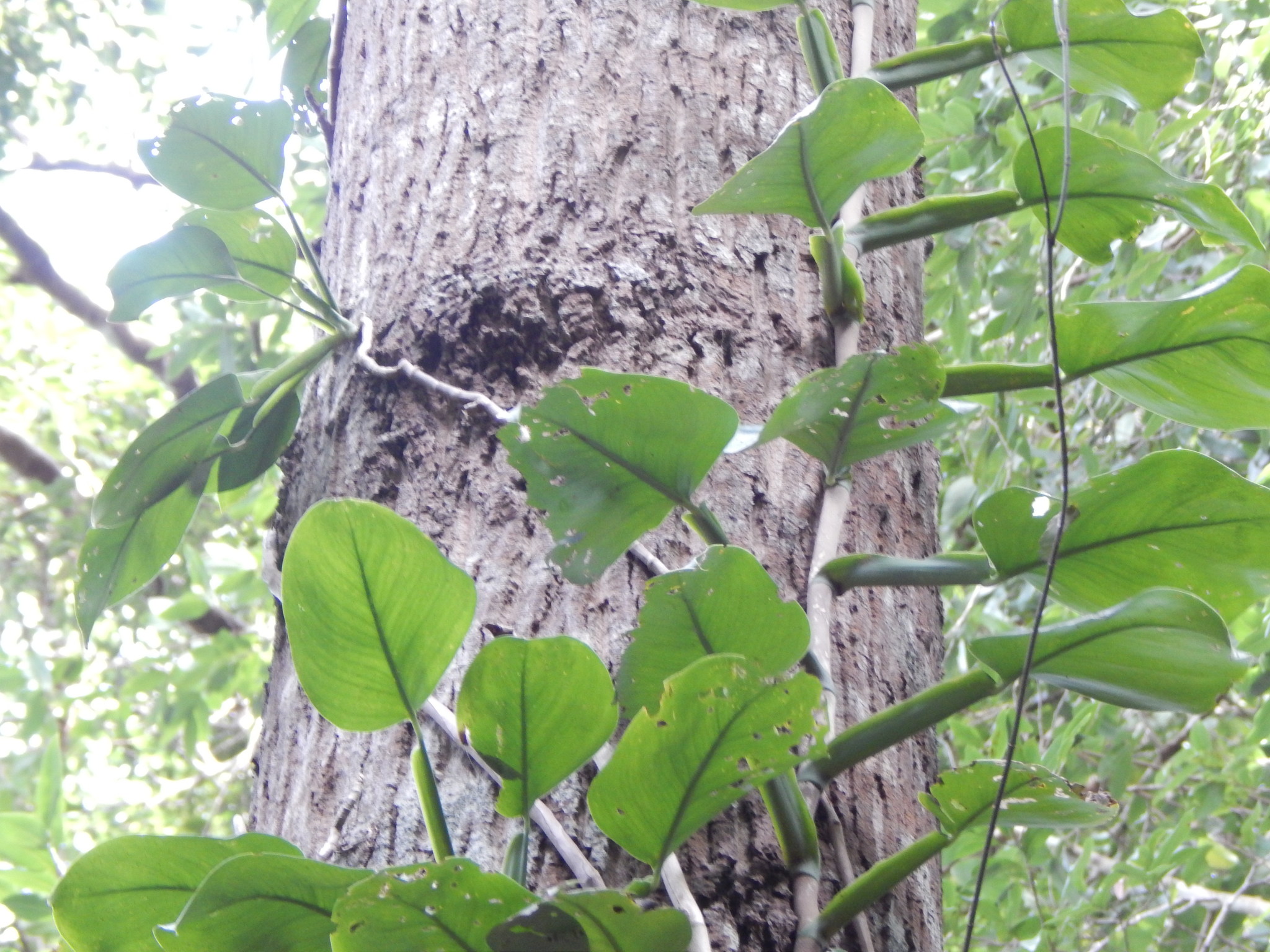 Scindapsus hederaceus — ảnh 3