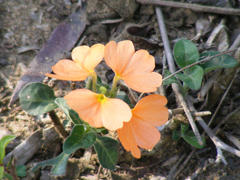 Crossandra fruticulosa