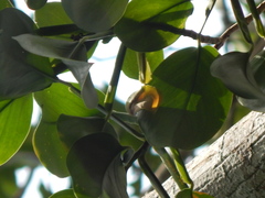 Scindapsus hederaceus