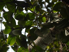 Scindapsus hederaceus