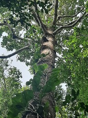 Scindapsus hederaceus