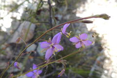 Heliophila subulata