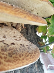 Cerioporus squamosus