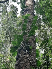 Scindapsus hederaceus