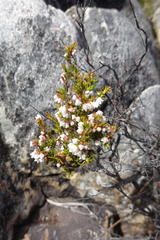 Erica tenuis