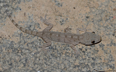 Gekko swinhonis