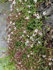 Lobelia eckloniana