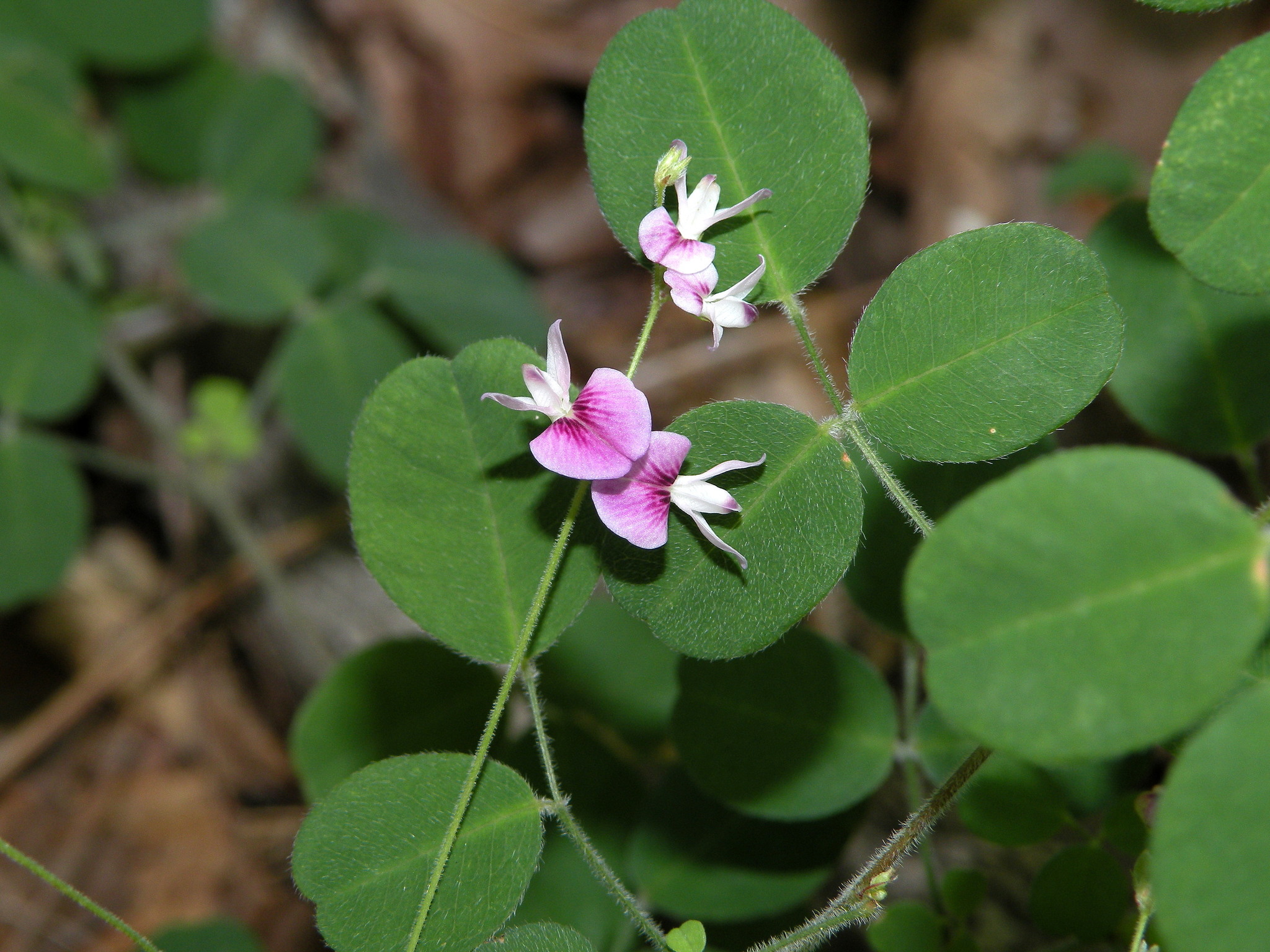 Lespedeza procumbens