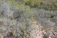 Aspalathus hirta hirta