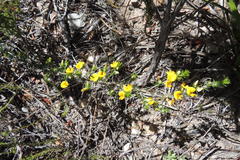 Aspalathus hirta hirta