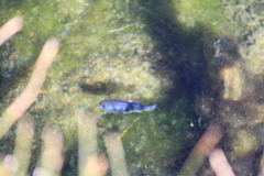 Cyprinodon nevadensis