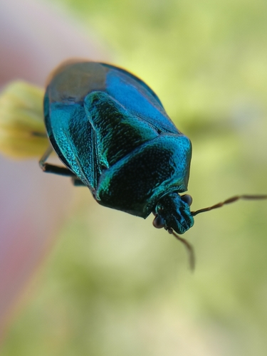Blue Shield Bug photo 2