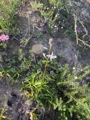 Chlorophytum crispum