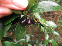 Peddiea africana